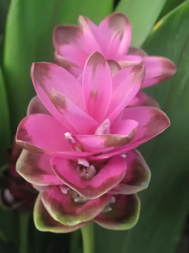 Hampe rose-mauve de Curcuma alismatifolia