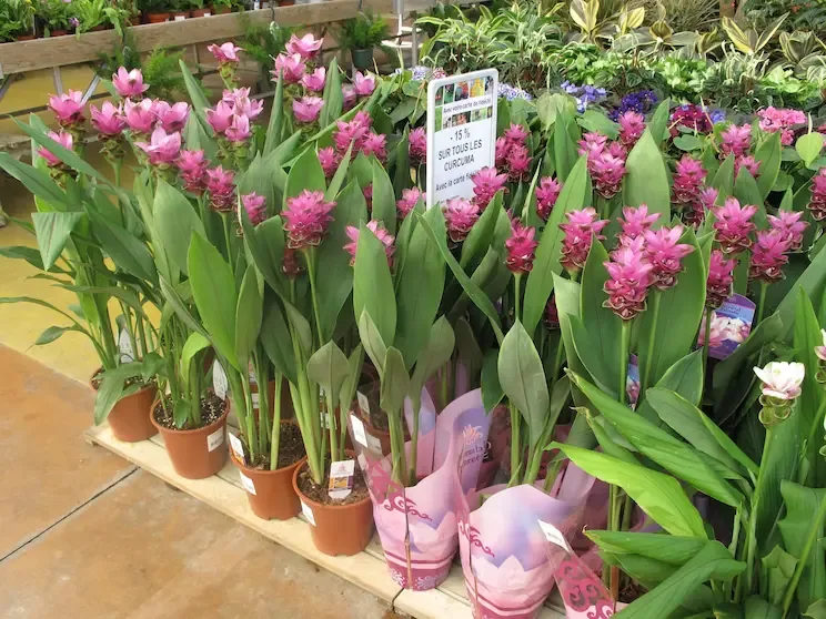 Curcumas en pots de jardinerie, plusieurs calibres