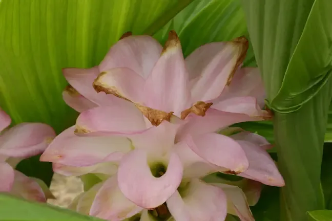 Hampe de curcuma rose pâle, bractées qui brunissent en bout