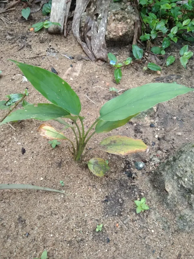 Jeune plant de curcuma, feuilles larges au-dessus du sol
