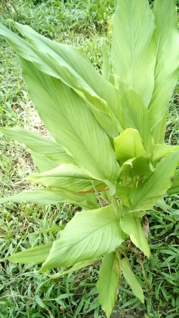 Feuillage large de Curcuma longa (curcuma domestique)