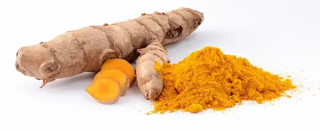 Rhizome de Curcuma longa, réserve sous terre