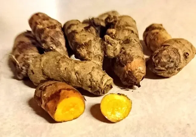 Rhizomes de curcuma coupés, chair jaune visible