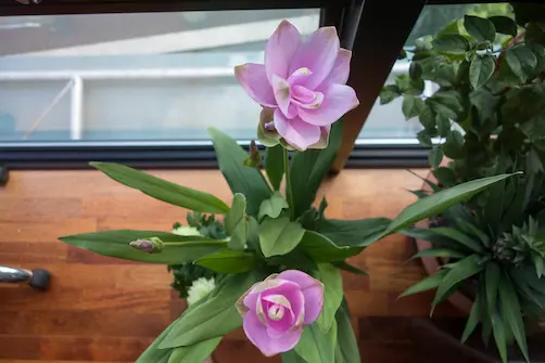 Curcuma de Siam (Curcuma alismatifolia) en fleurs roses, vue de dessus sur un sol en parquet