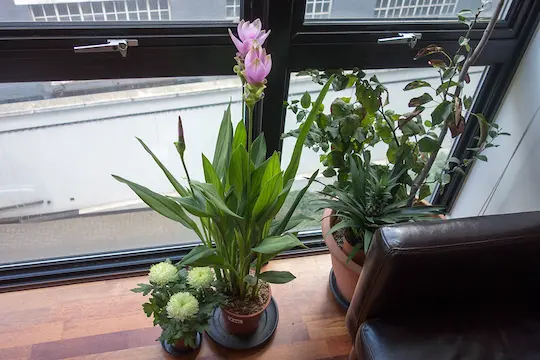Curcuma de Siam (Curcuma alismatifolia) en pot près d’une fenêtre d’appartement